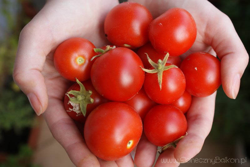 2012-08-10 zbiory pomidorków koktajlowych