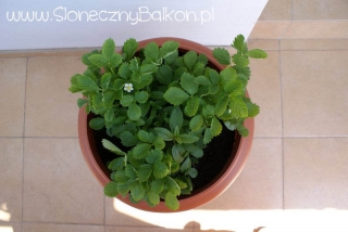 2012-05-21 poziomki i mięta