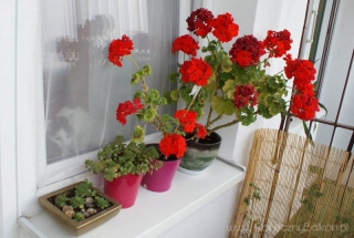 2012-09-05 pelargonie i skalniaki