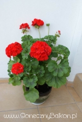 2012-05-19 pelargonia