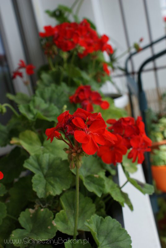 2013-07-06 pelargonie