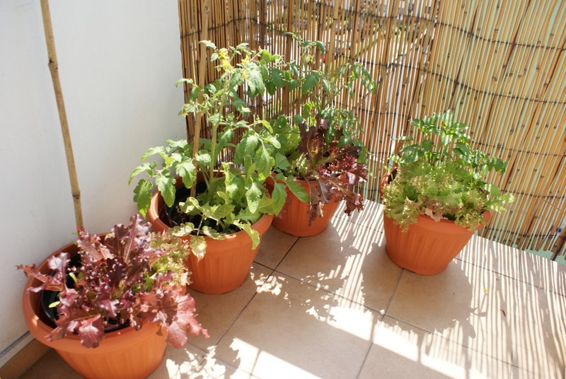 2013-07-06 warzywa na balkonie