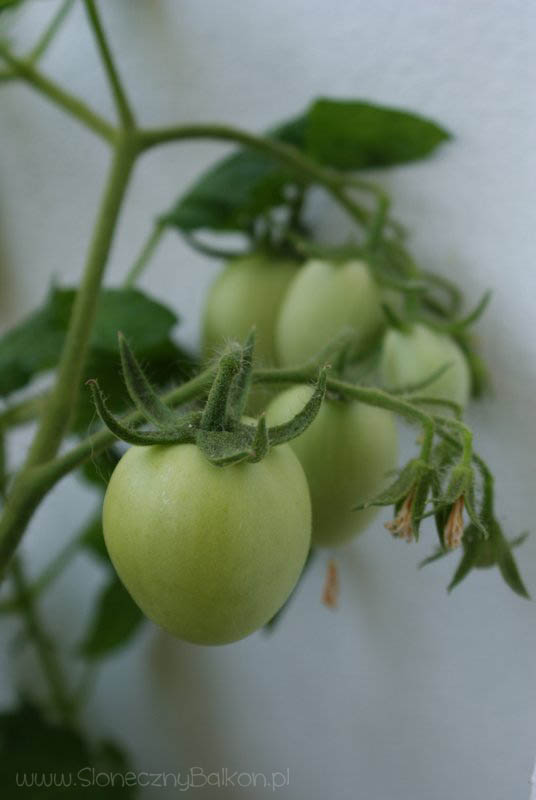 2013-08-04 pomidory owalne