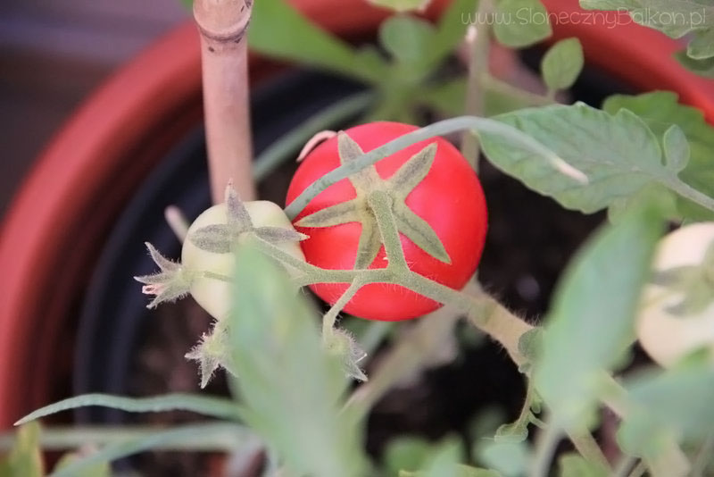 2013-08-14 pomidor