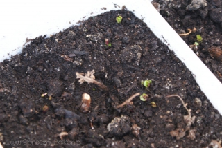 2013-04-14 mięta odbija po zimowaniu na balkonie