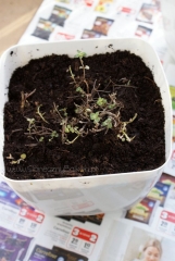 2013-04-16 oregano po przesadzeniu