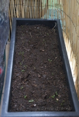 2013-04-27 marchew