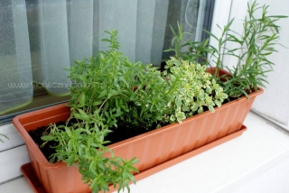 2013-06-02 cząber, tymianek, oregano i estragon