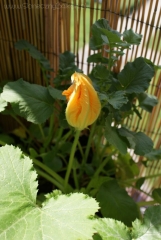2013-06-19 cukinia kwiat