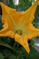 2013-06-19 cukinia kwiat