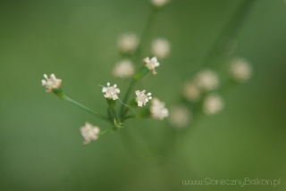 2013-06-19 mitsuba kwitnie