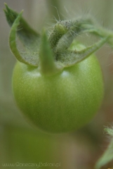 2013-07-06 pomidorek koktajlowy