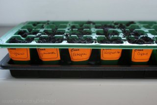 2013-03-02 wysiane od lewej: oregano, tymianek, estragon, kolendra i cząber 2013-03-02 wysiane od lewej: oregano, tymianek, estragon, kolendra i cząber