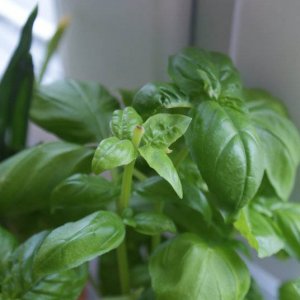 http://www.slonecznybalkon.pl/wp-content/gallery/cache/75_crop_300x300_2012-04-17_bazylia_zbior.jpg