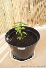 2012-06-15 Chili Pimenta