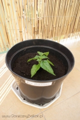 2012-06-15 Chili Red Habanero