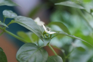 2012-08-07 chili pimenta kwiat