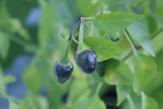 2012-09-17 pimenta