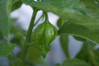2012-09-17 red habanero