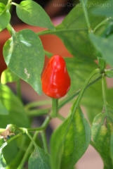 2012-09-25 pierwsza czerwona pimenta :)