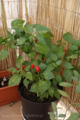 2012-10-15 chili pimenta