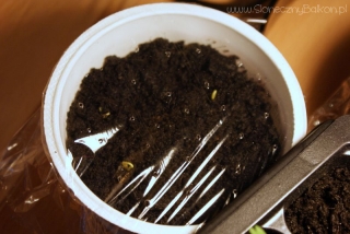 2013-02-26 Chili Pimenta