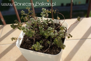 2012-04-26 Oregano przed