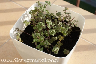 2012-04-26 Oregano po