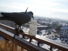 rozne Zimowy słoneczny balkon