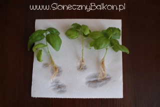 2012-05-05 Korzonki bazylii