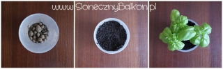 2012-05-05 Bazylia przesadzanie - krok po kroku