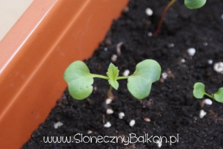 2012-04-17 rzodkiewka