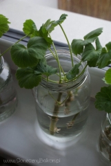 2013-03-01 sadzonki pelargonii się ukorzeniają