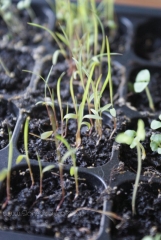 2013-03-20 trawa cytrynowa