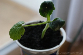 2013-04-07 cukinia