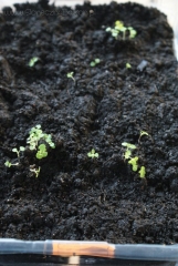 2013-04-07 oregano