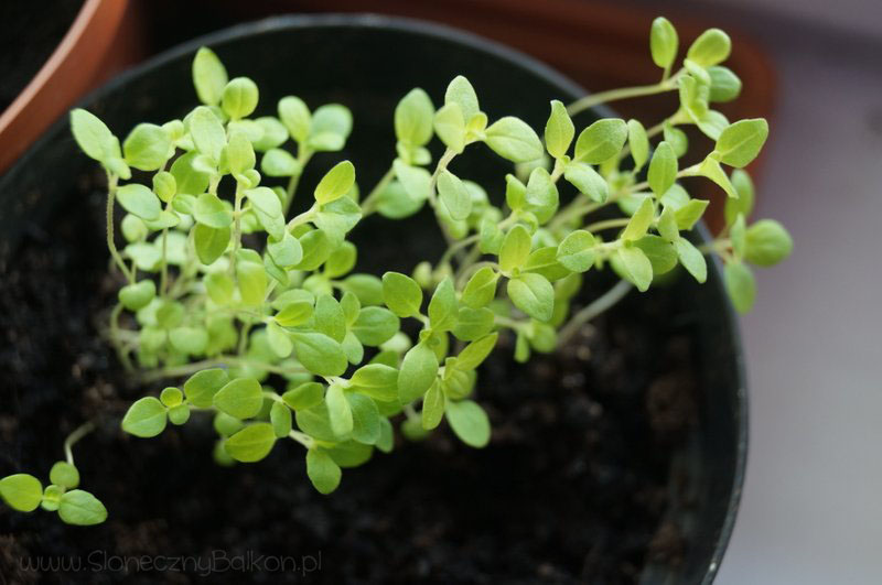 2014-04-29 oregano