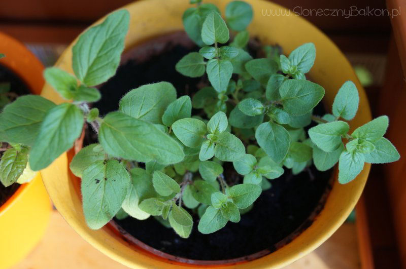 2014-04-29 oregano