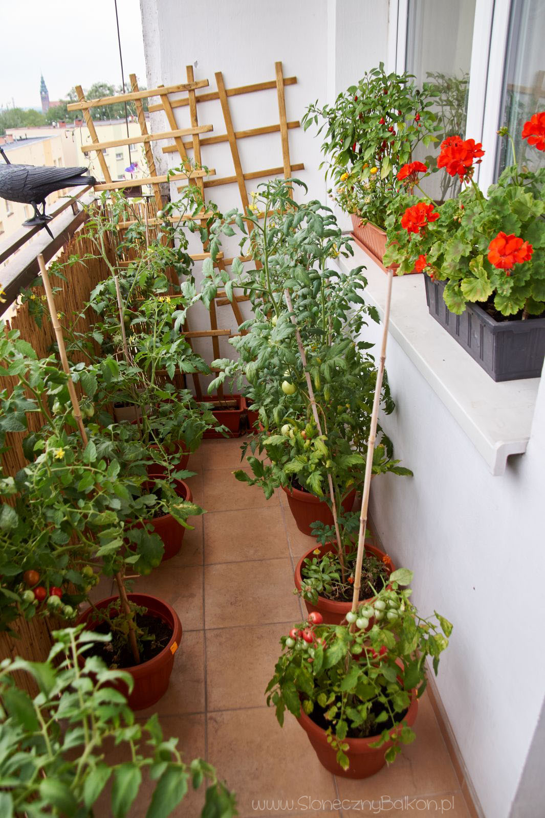2015-08-29_pomidorowy-balkon