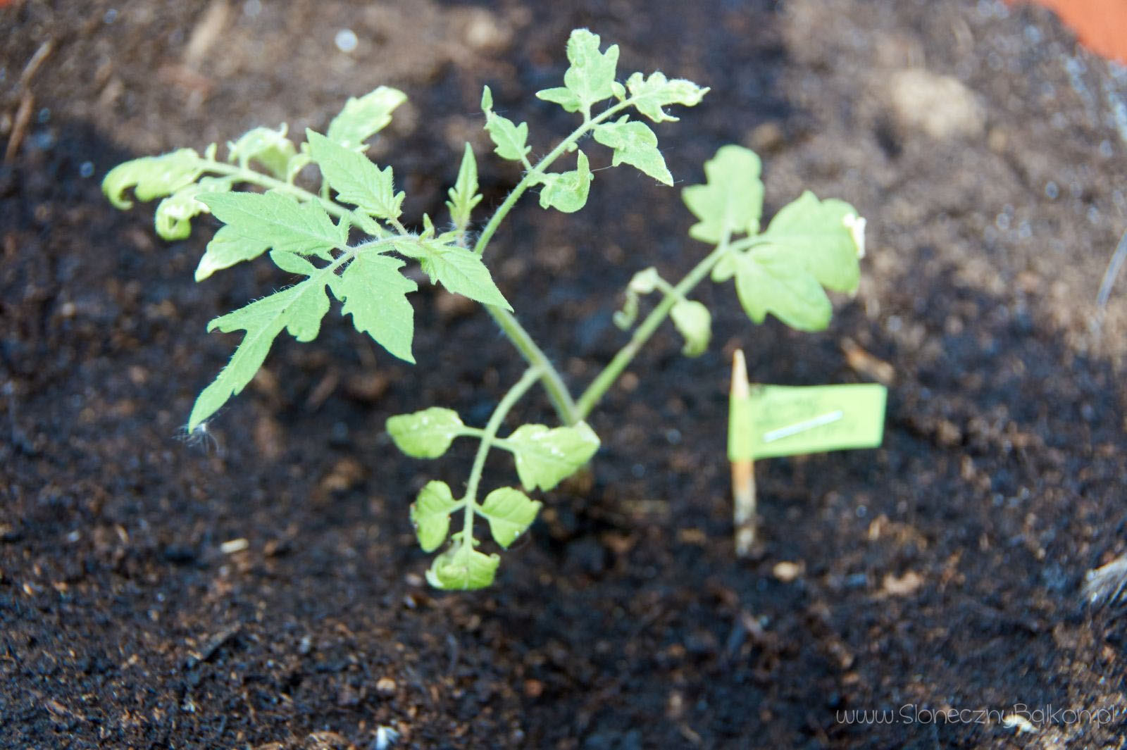 2016-05-29_pomidor-rose-quartz-multiflora1