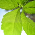 Jiaogulan - Gynostemma Pentaphyllum