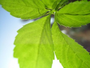 Jiaogulan - Gynostemma Pentaphyllum