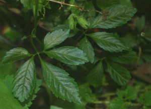 Jiaogulan - Gynostemma Pentaphyllum