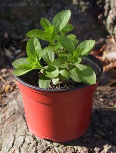 Stevia rebaudiana, cultivated plant