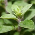 Oregano
