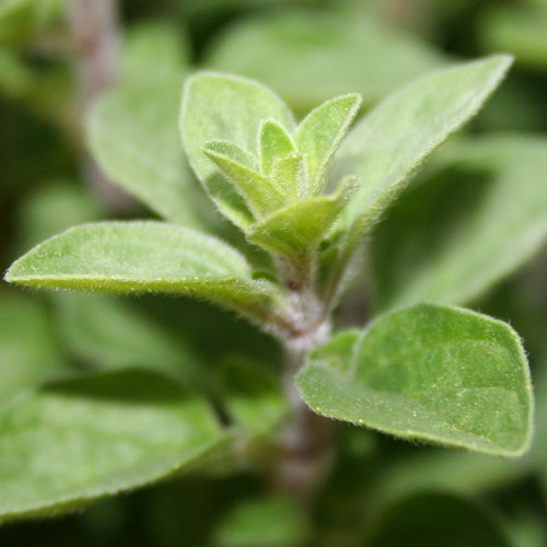 Oregano