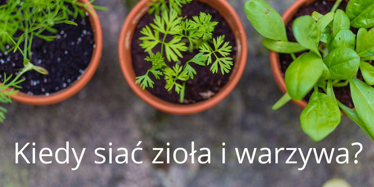 Kiedy siać zioła i warzywa?