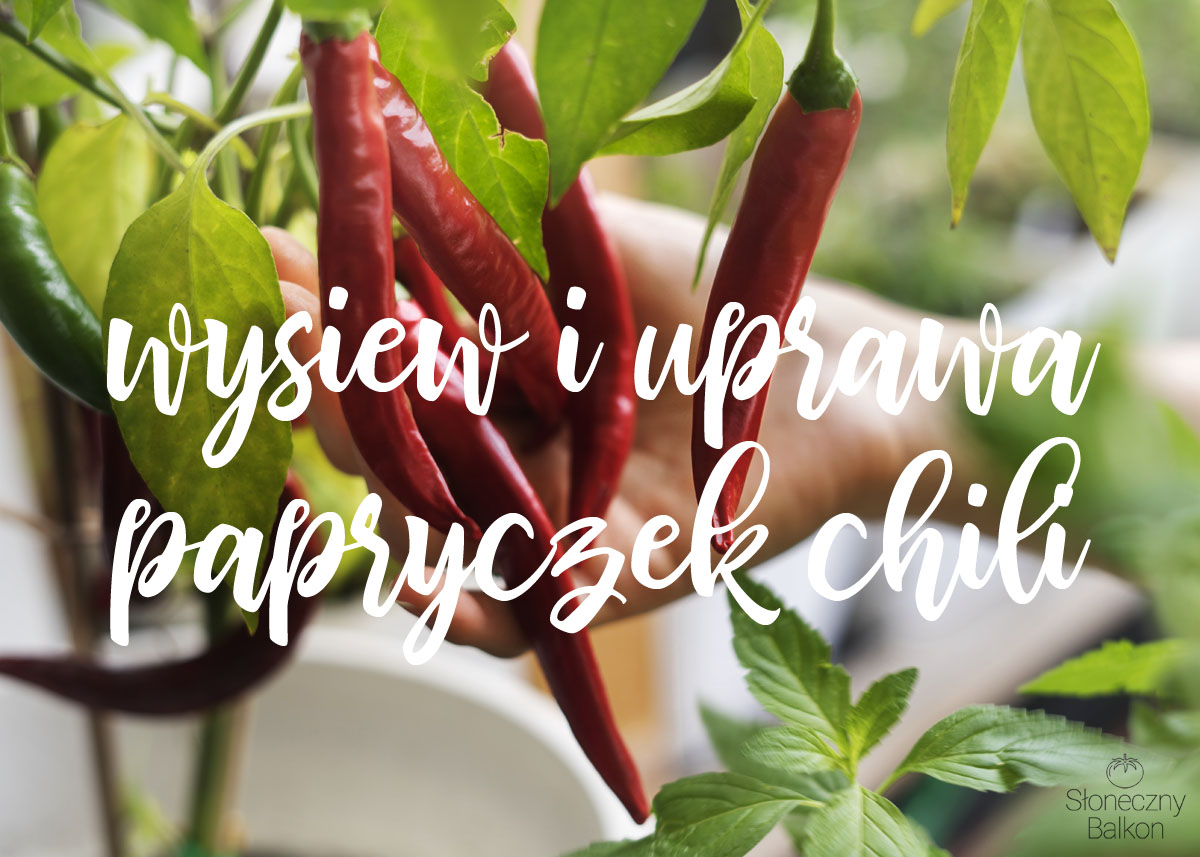Wysiew i uprawa papryczek chili