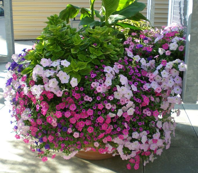 Pelargonie I Surfinie Krolowe Balkonow Sloneczny Balkon