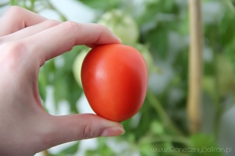 2013-09-03_pomidor-owalny